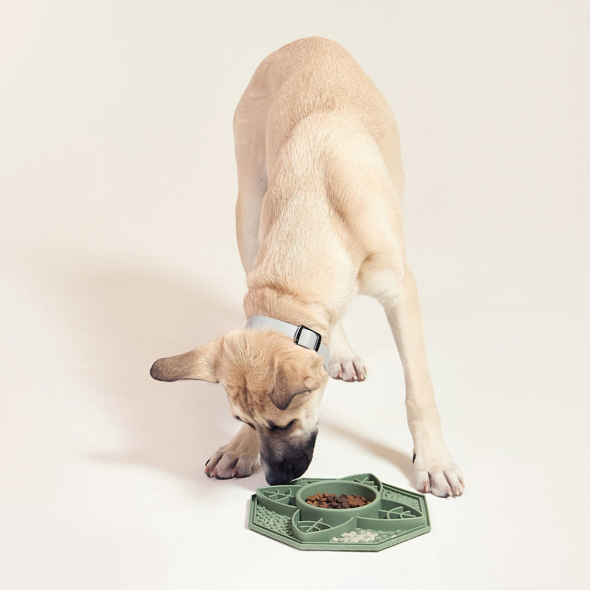 Young dog eating from the Mandala Lick Bowl slow feeder, shown here in sage green