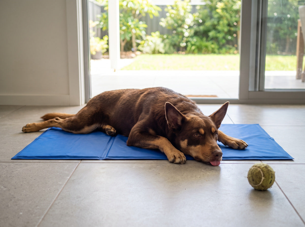 Kelpie lying on a blue cooling mat on a tiled floor