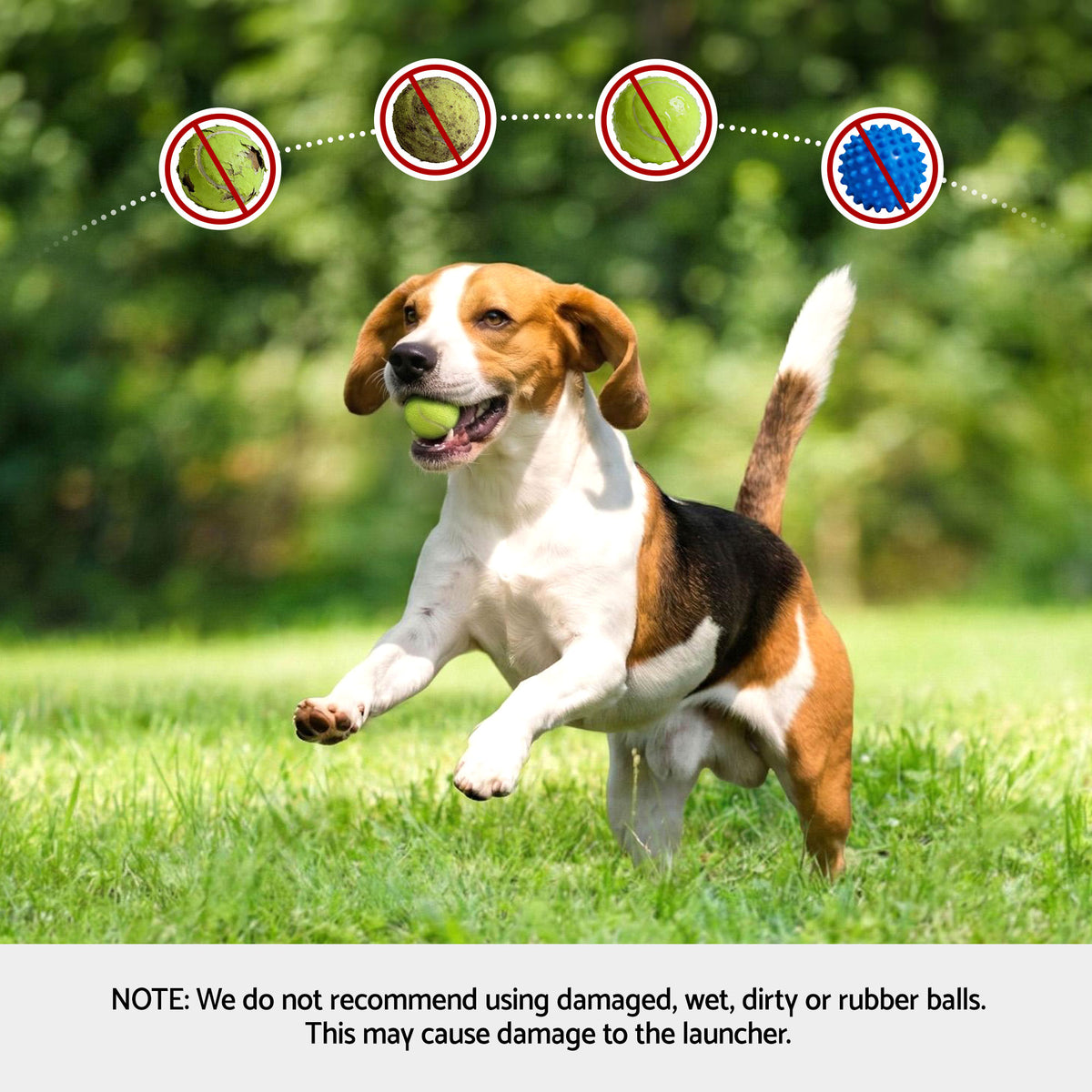 Beagle running with a tennis ball, with a reminder to use clean, dry balls in the launcher