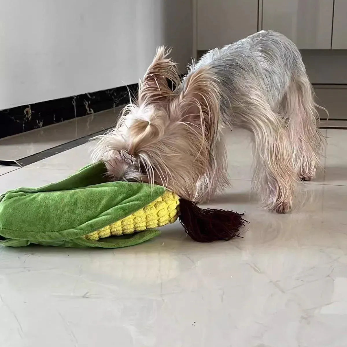 Small terrier sniffing out kibble from the plush Corn Chew Toy