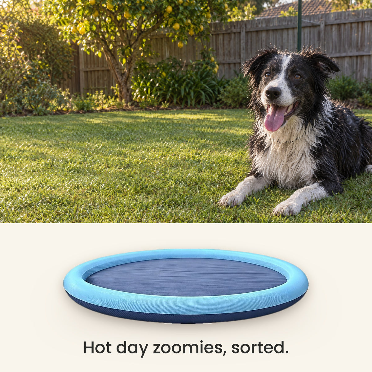 Wet border collie resting on backyard grass on a hot day, with the blue dog splash pad below